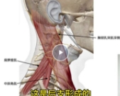 博西斯顿周围神经卡压引发的疼痛改善课程【网